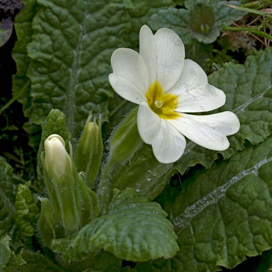 FLOR08